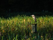 Blue Heron On Wood Duck Box