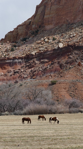 Capitol Reef National Park 