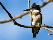 Belted Kingfisher