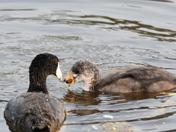Coot and youngster