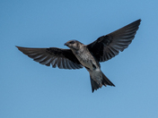 Female Purple Martin