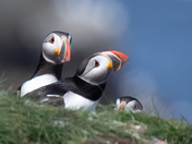 Peeking Puffins