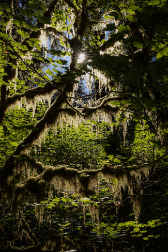 Olympic National Park