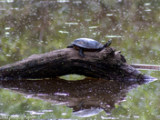 Turtle on a Log