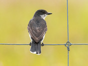 Eastern Kingbird