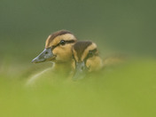 Ducklings pose
