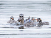 Billed grebe family