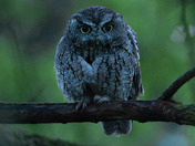 Screech owl 2024 2