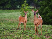 Curious Doe