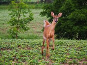 Curious Doe