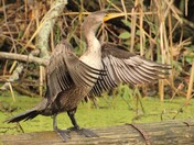 Double Crested Cormorant