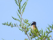 Eastern Towhee