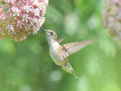 Hummer and milkweed