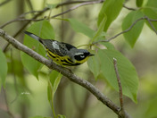 Magnolia warbler