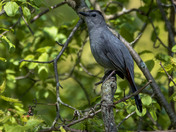 Grey catbird