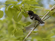 Rose-breasted grosbeak