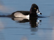 Ridgefield National Wildlife Sanctuary