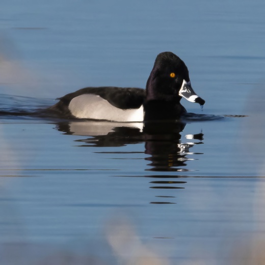 Ridgefield National Wildlife Sanctuary