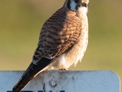 Ridgefield National Wildlife Refuge