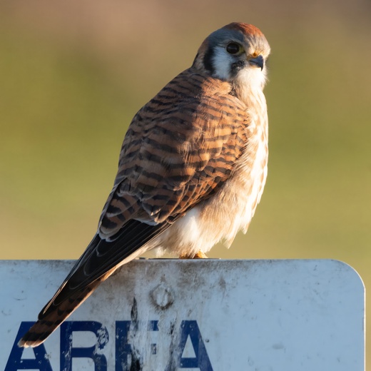 Ridgefield National Wildlife Refuge