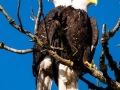 Ridgefield National Wildlife Refuge