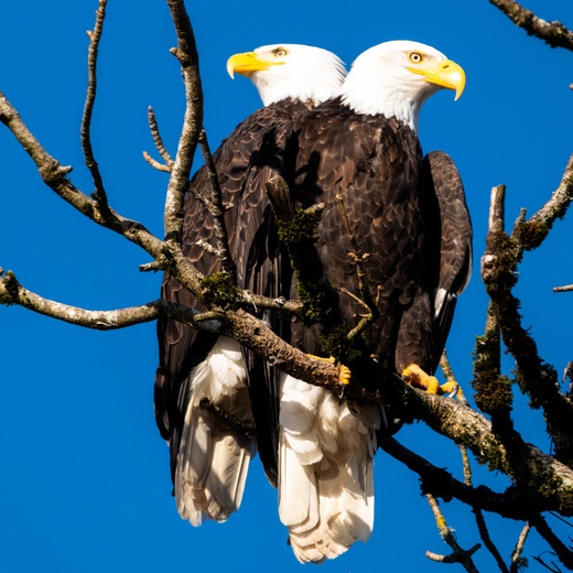 Ridgefield National Wildlife Refuge