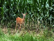 Spotted Fawn