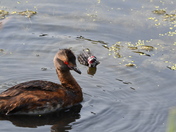 Horned Grebe and baby
