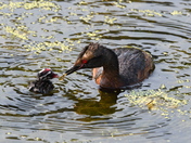Grebe feeding her baby