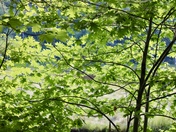 Rachel Carson’s National Wildlife Rescue