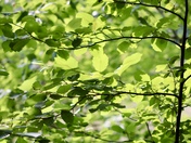 Rachel Carson’s National Wildlife Refuge