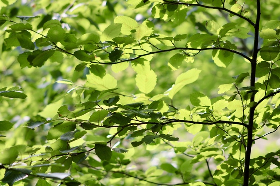 Rachel Carson’s National Wildlife Refuge