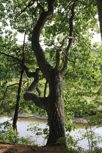 Rachel Carson’s National Wildlife Refuge