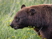 Glacier National Park
