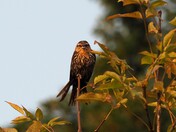 Song Sparrow In The Morning