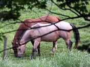 Morning In The Pasture