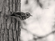 Black and white warbler