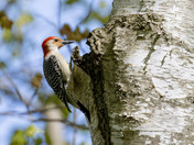Red-bellied woodpecker