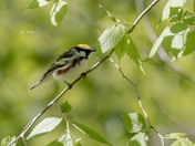 Chestnut-sided warbler
