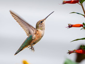 Female Rufous Hummingbird