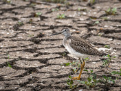A Greater Yellowlegs showing off its legs!