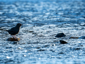 American dipper looking for a meal