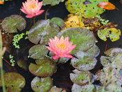 Kenilworth Park & Aquatic Gardens