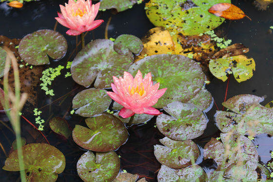Kenilworth Park & Aquatic Gardens