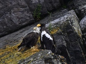 Steller’s Sea Eagle and Bald Eagle Observing 