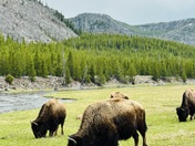 Yellowstone National Park