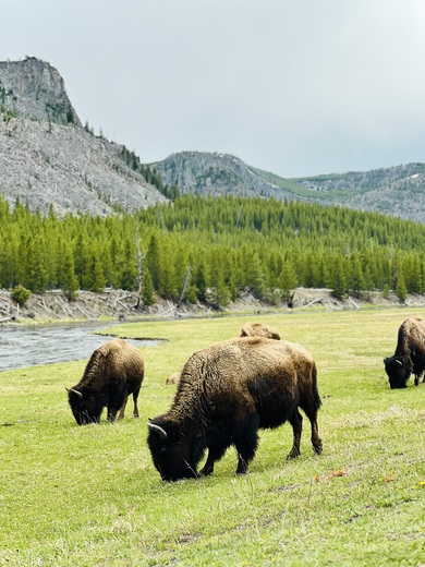 Yellowstone National Park