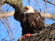 Loess Bluffs National Wildlife Refuge