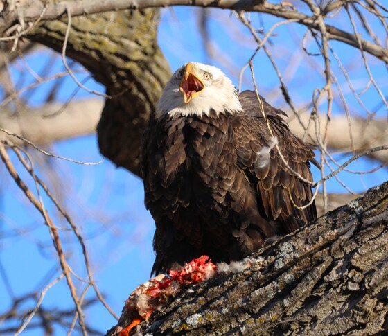 Loess Bluffs National Wildlife Refuge