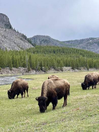 Yellowstone National Park